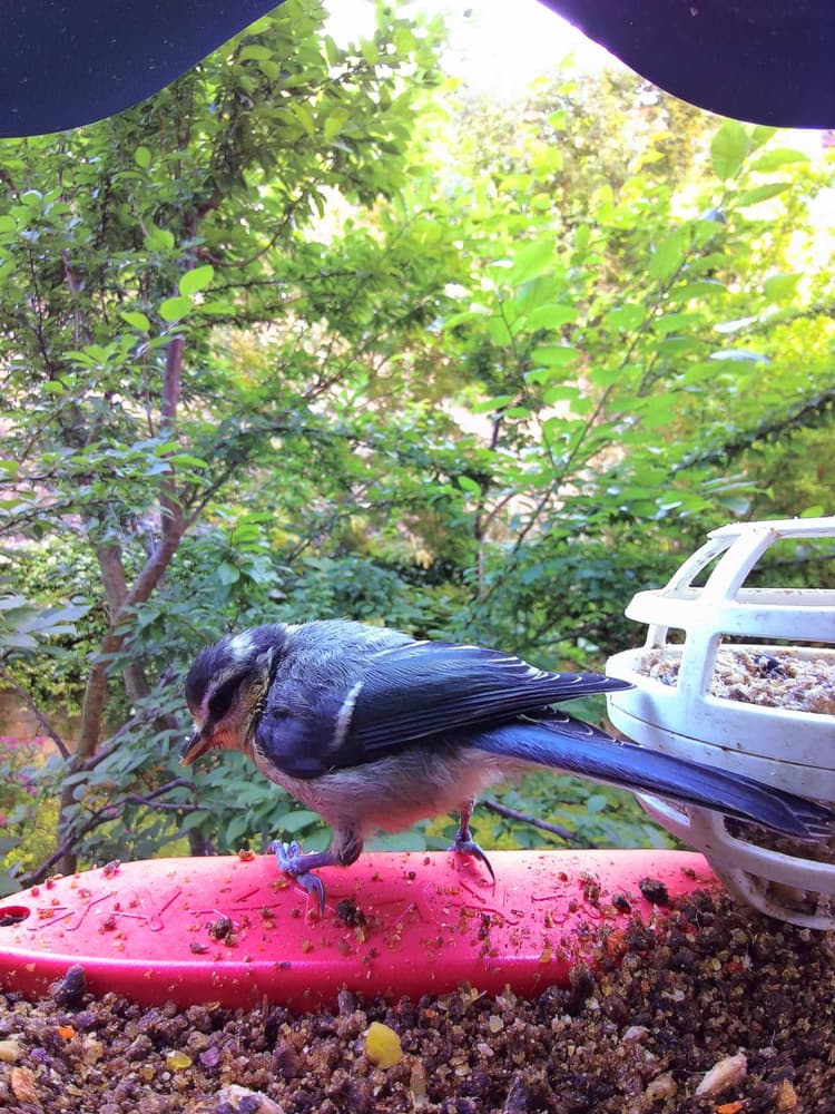General Eurasian Blue Tit comparison