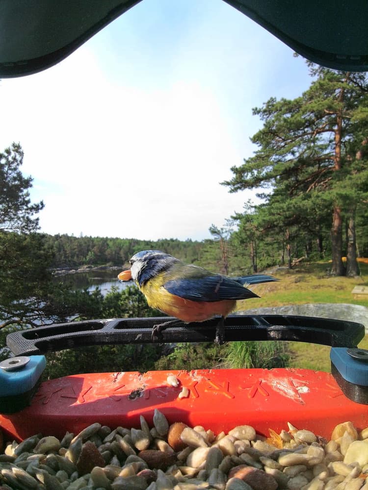 General Eurasian Blue Tit comparison