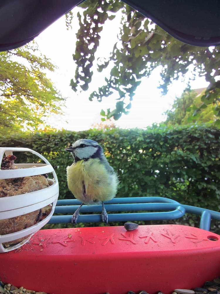 Adult female Eurasian Blue Tit