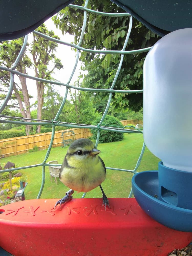 Juvenile Eurasian Blue Tit
