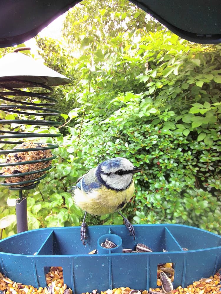 Adult male Eurasian Blue Tit