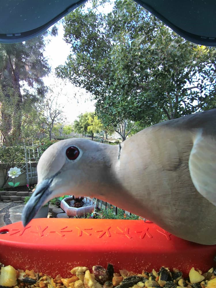 General Eurasian Collared Dove comparison