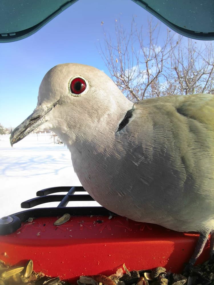 General Eurasian Collared Dove comparison