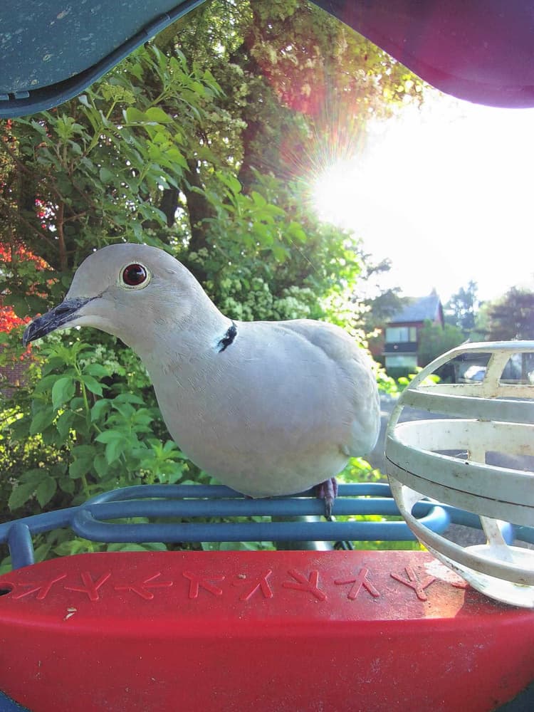 Adult female Eurasian Collared Dove