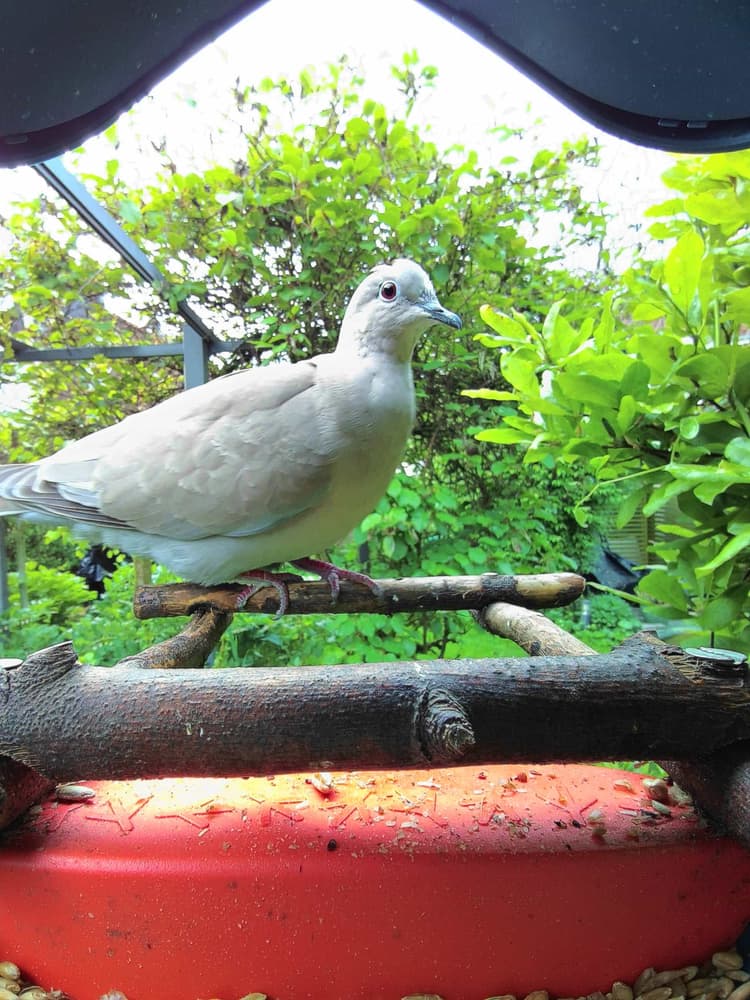 Juvenile Eurasian Collared Dove