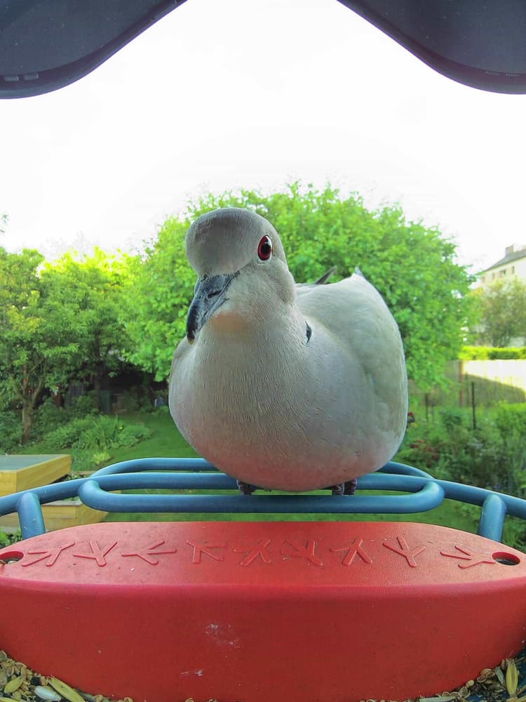Adult male Eurasian Collared Dove