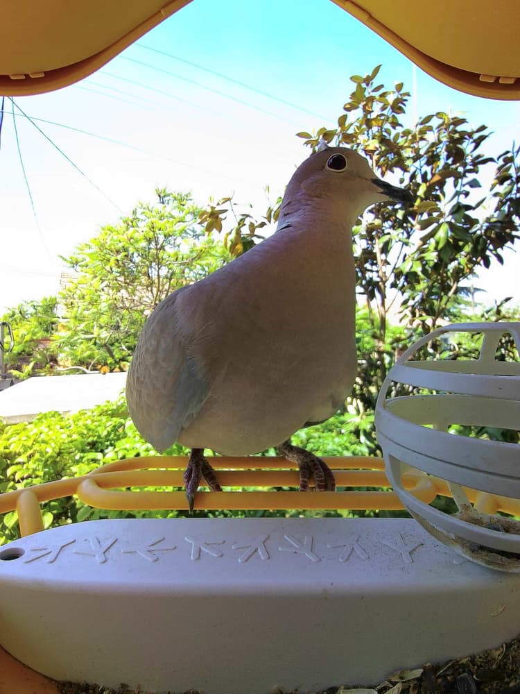 Adult male Eurasian Collared Dove