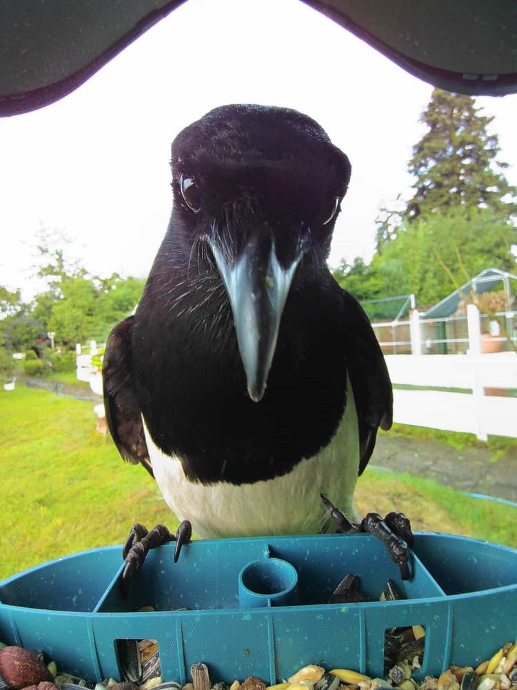 General Eurasian Magpie comparison
