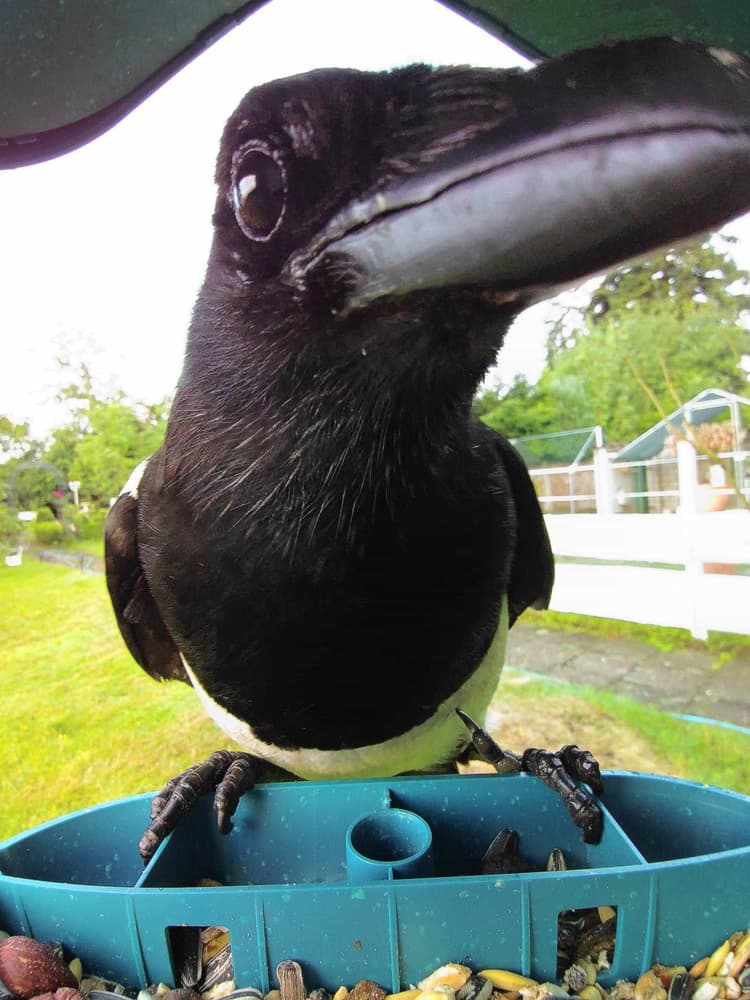 General Eurasian Magpie comparison