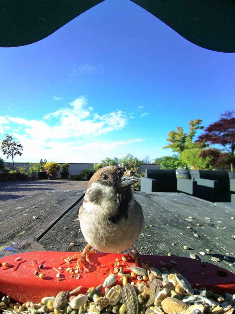 General Eurasian Tree Sparrow comparison