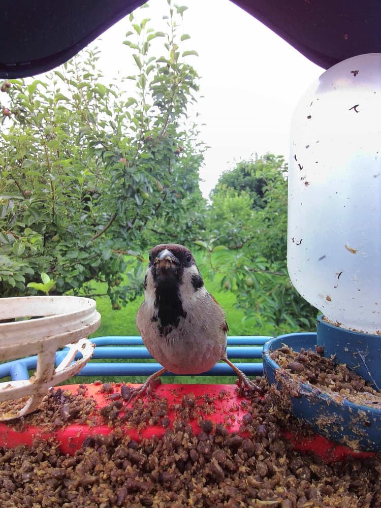 General Eurasian Tree Sparrow comparison