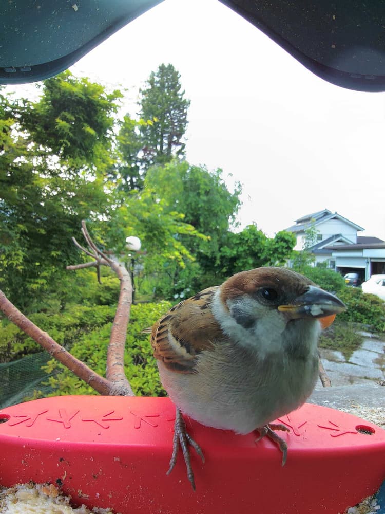 Adult female Eurasian Tree Sparrow