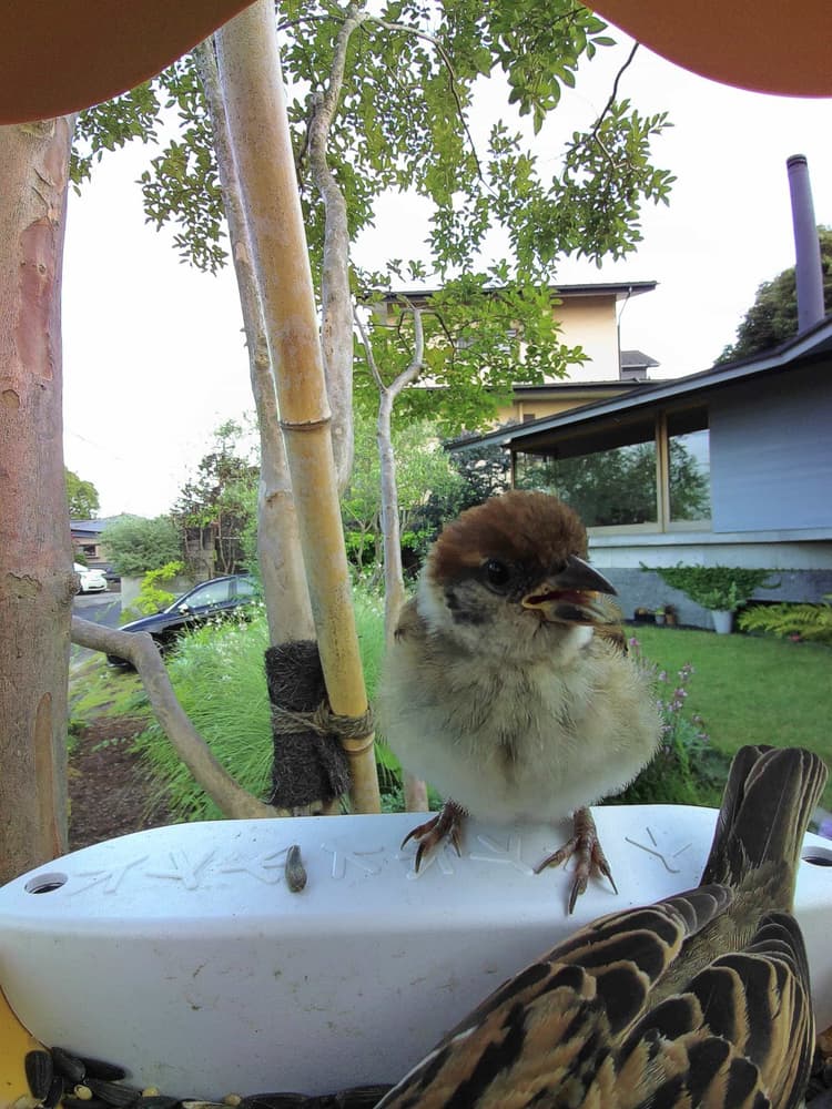 Juvenile Eurasian Tree Sparrow
