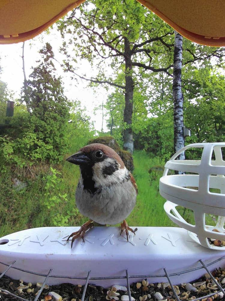 Adult male Eurasian Tree Sparrow