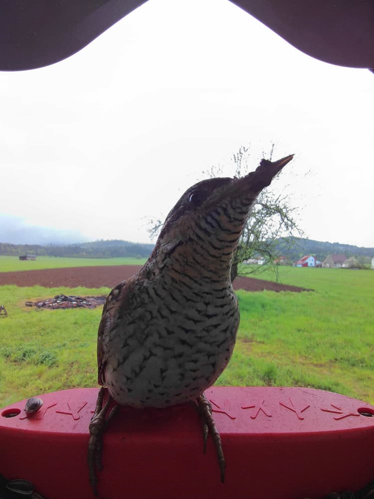 General Eurasian Wryneck comparison