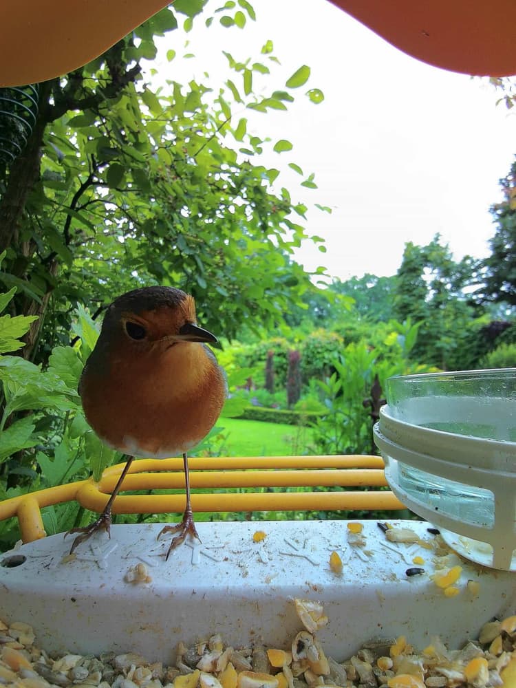 General European Robin comparison
