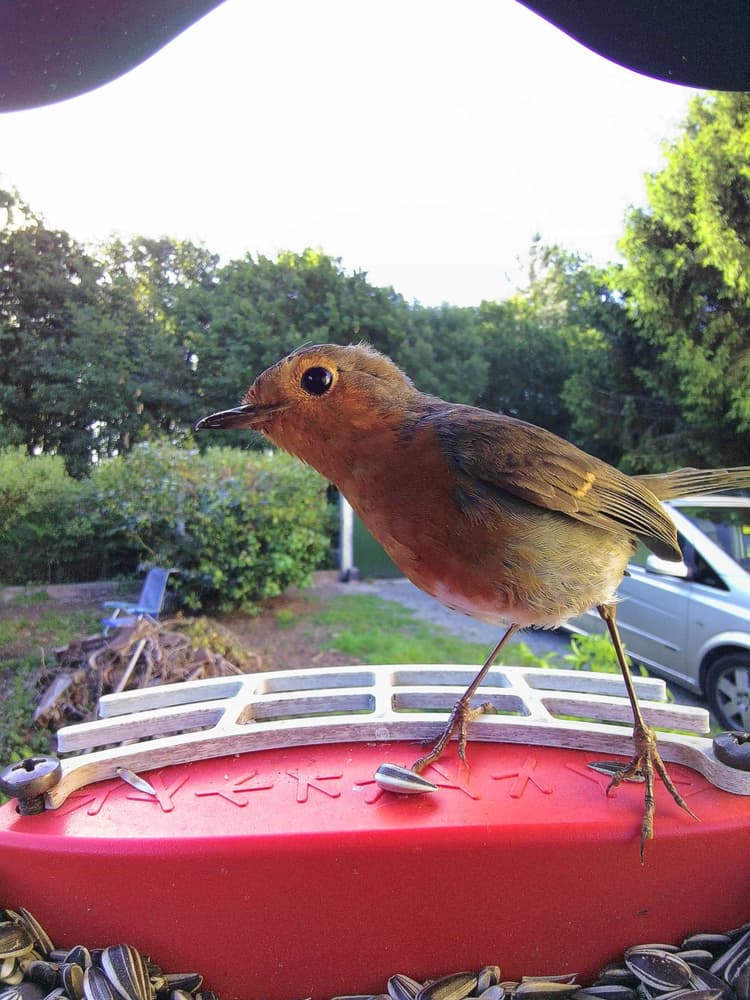 General European Robin comparison