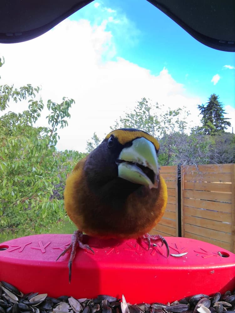 General Evening Grosbeak comparison