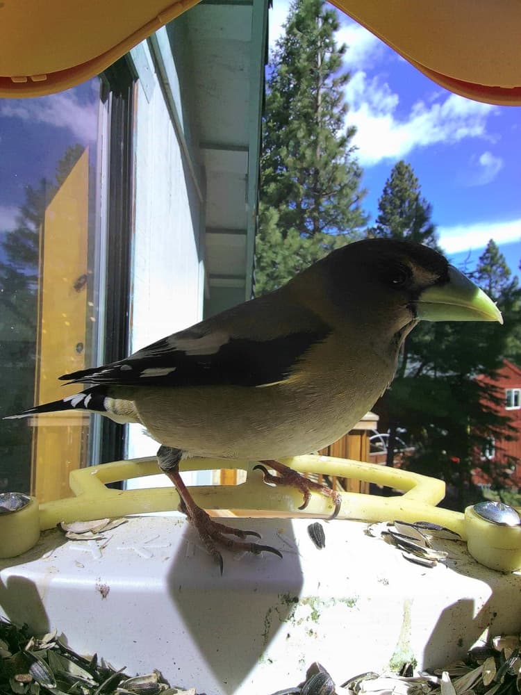 General Evening Grosbeak comparison