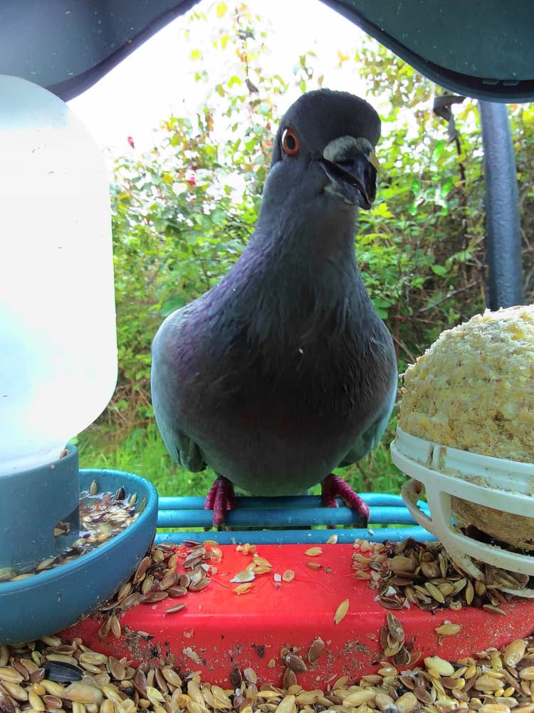 General Feral Pigeon comparison