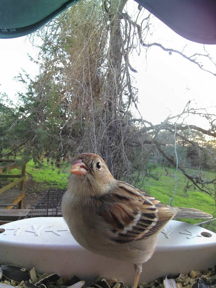 General Field Sparrow comparison