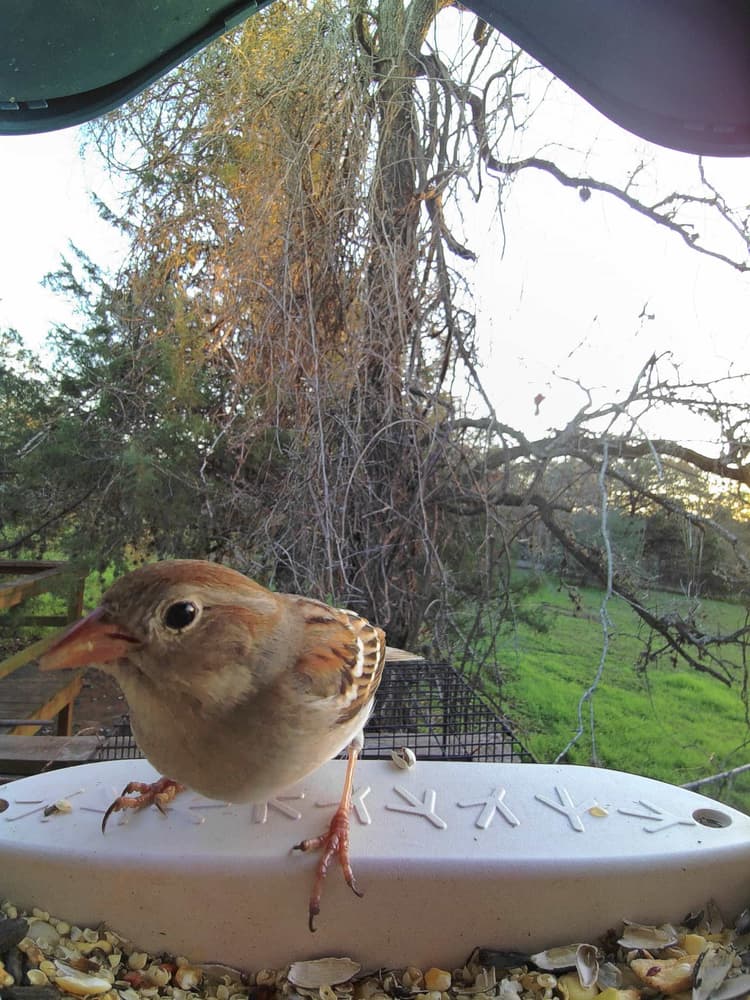 General Field Sparrow comparison