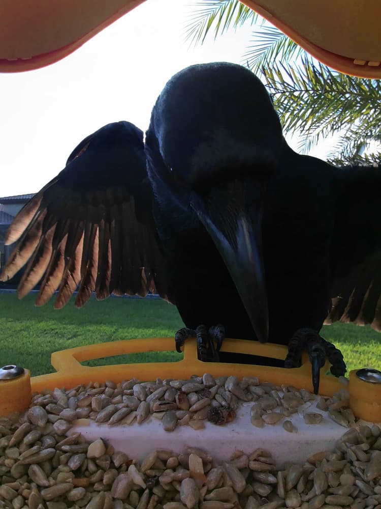 General Fish Crow comparison
