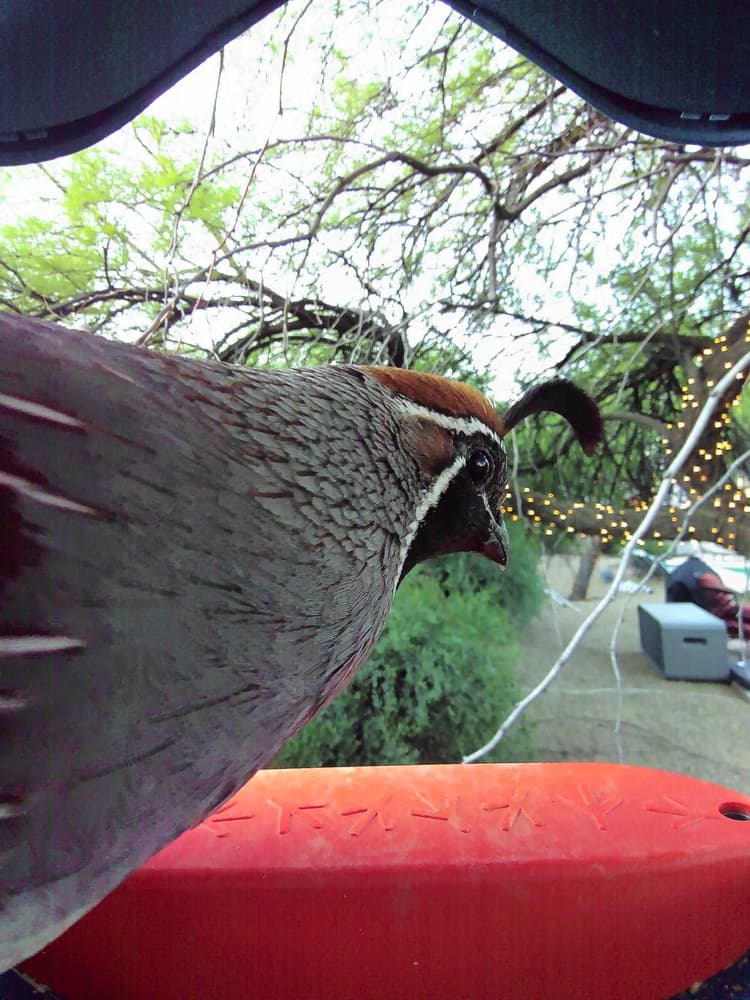 General Gambel’s Quail comparison