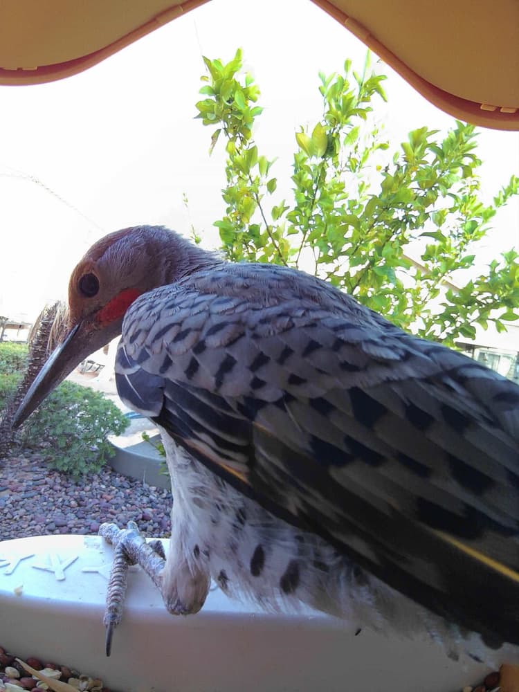 General Gilded Flicker comparison