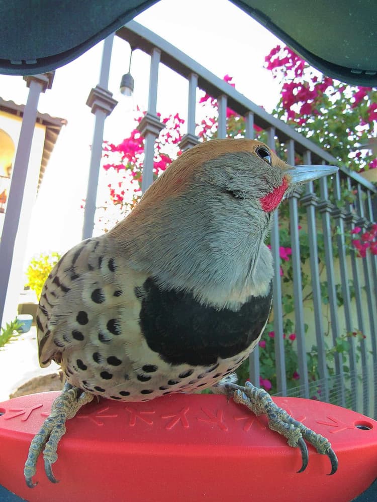 General Gilded Flicker comparison