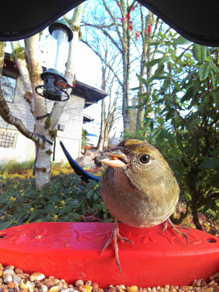 General Golden-Crowned Sparrow comparison