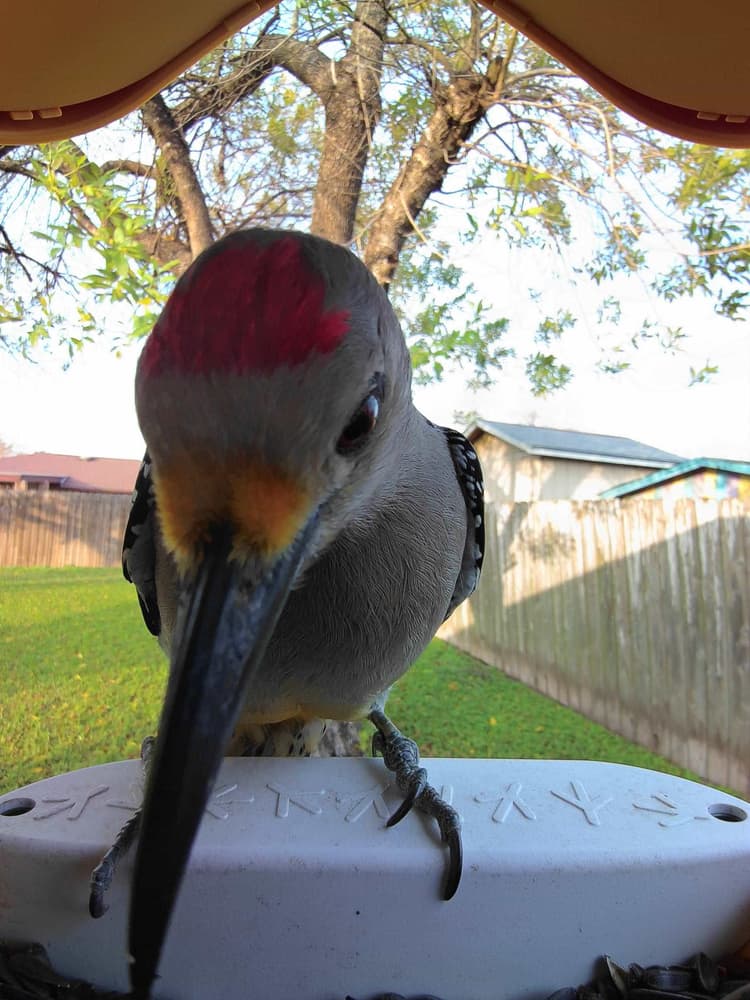 General Golden-Fronted Woodpecker comparison