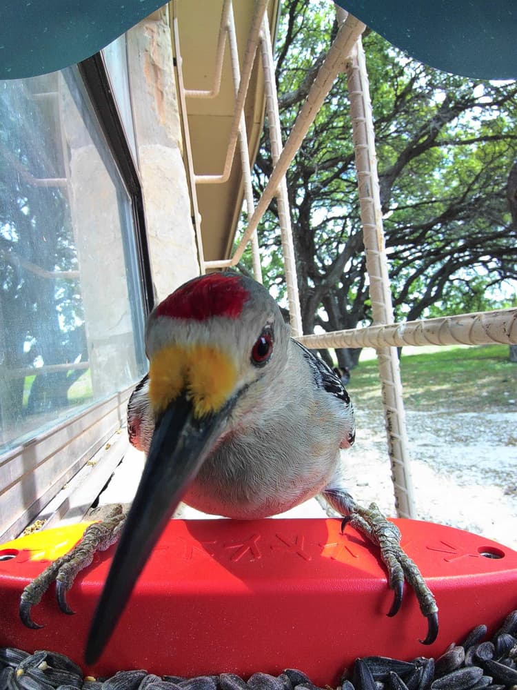 General Golden-Fronted Woodpecker comparison