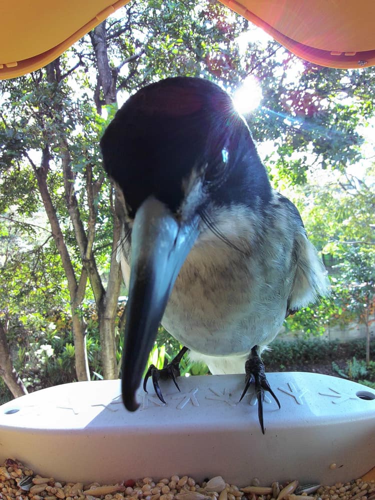 General Gray Butcherbird comparison