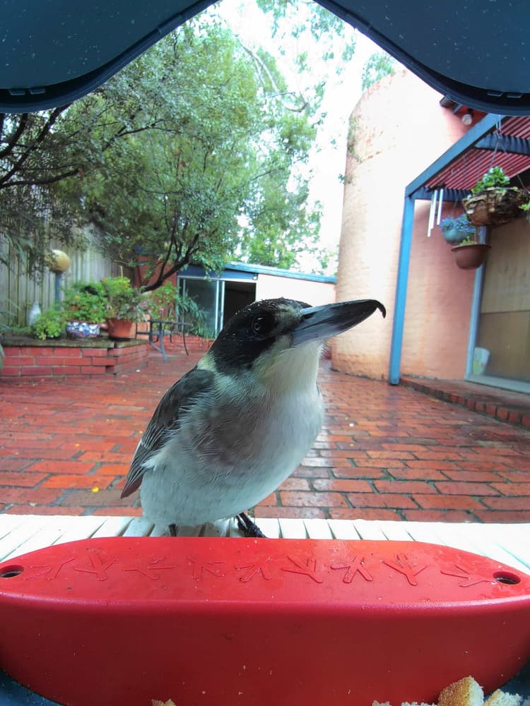 General Gray Butcherbird comparison
