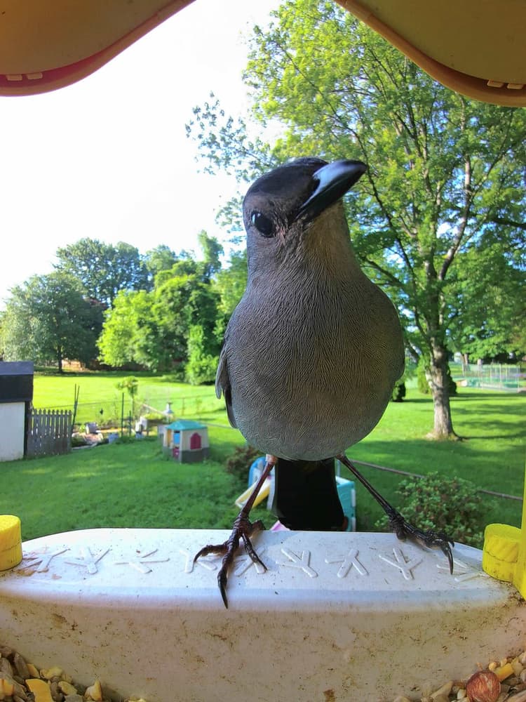 General Gray Catbird comparison