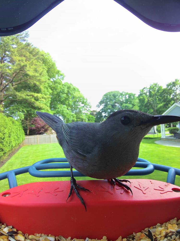 General Gray Catbird comparison