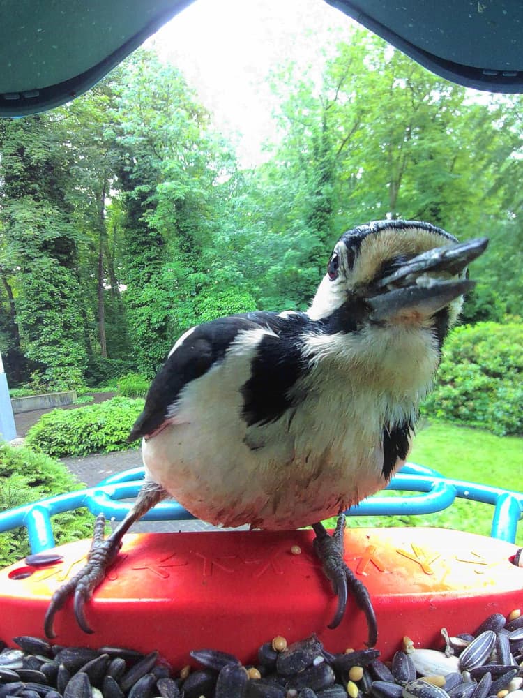 General Great Spotted Woodpecker comparison