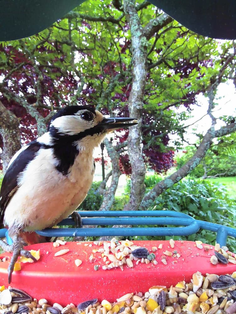 General Great Spotted Woodpecker comparison