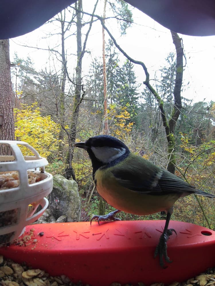 General Great Tit comparison