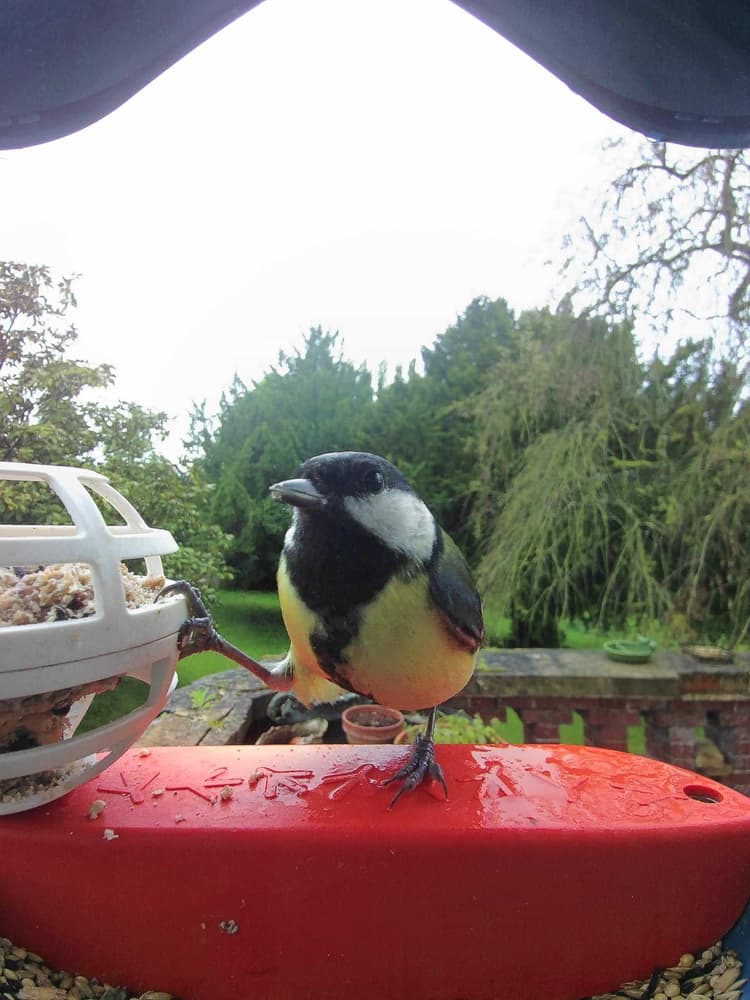 General Great Tit comparison