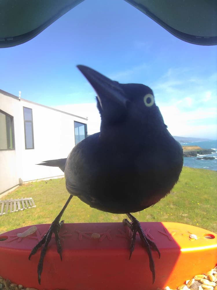 General Great-Tailed Grackle comparison
