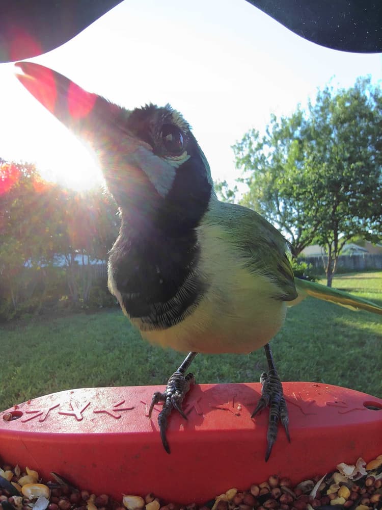 General Green Jay comparison