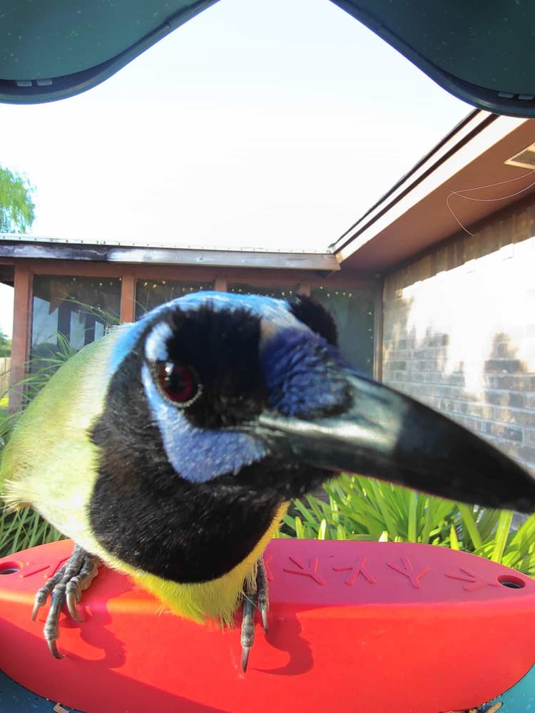 General Green Jay comparison