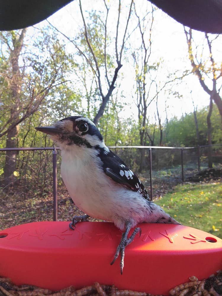General Hairy Woodpecker comparison
