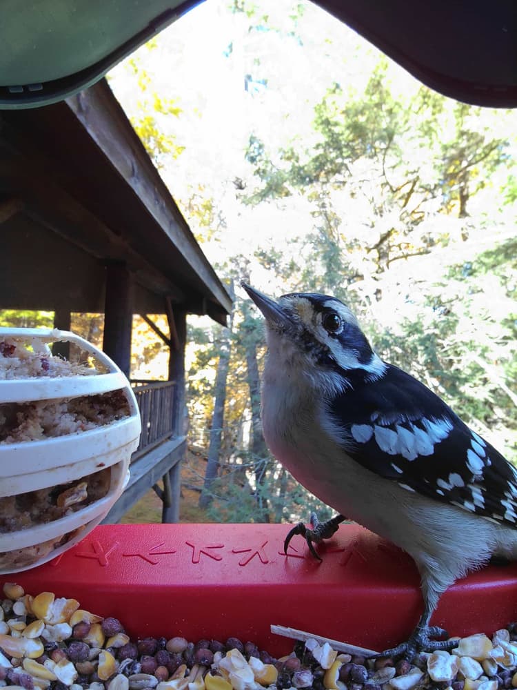 General Hairy Woodpecker comparison