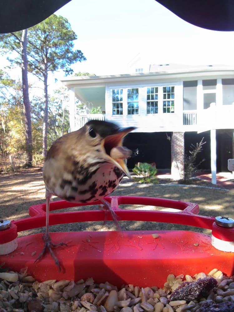 General Hermit Thrush comparison