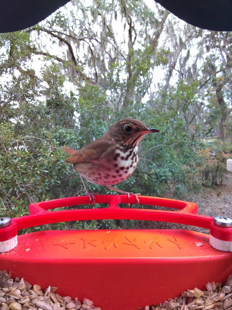General Hermit Thrush comparison