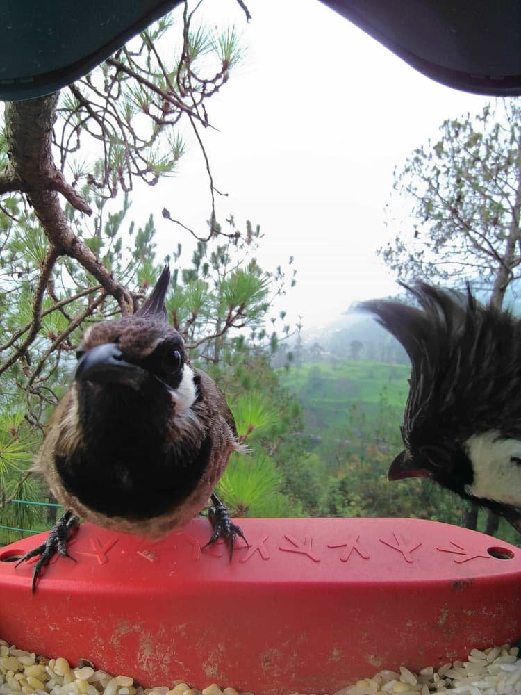 General Himalayan Bulbul comparison