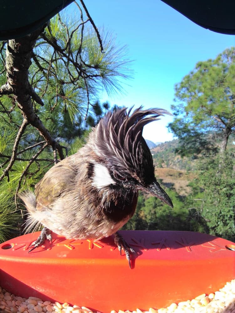 General Himalayan Bulbul comparison